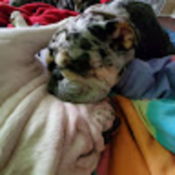 djmacavelli31